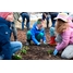 uczniowie sąsiadującej szkoły uczestniczyli w sadzeniu pierwszego lasu kieszonkowego we Wrocławiu