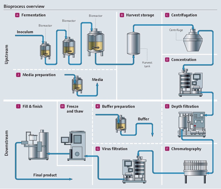 schemat bioprocesu