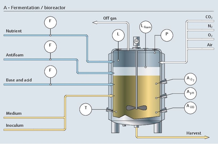Proces fermentacji