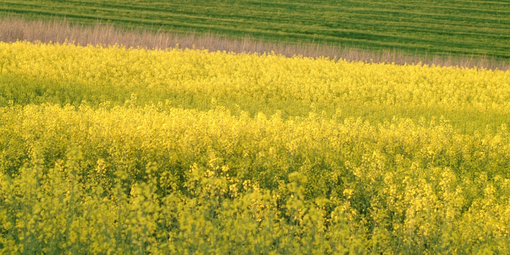 Pełne sprawozdanie EcoVadis na temat Endress+Hauser