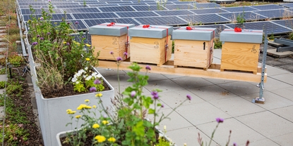 Dach Endress+Hauser Flow jest domem dla kilku rodzin pszczół miodnych należących do firmy